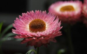 blossom-plant-photography-flower-petal-daisy-1101297-pxhere.com