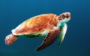 sea-water-ocean-biology-turtle-sea-turtle-13831-pxhere.com