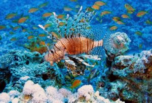 diving-underwater-biology-fish-coral-coral-reef-619559-pxhere.com